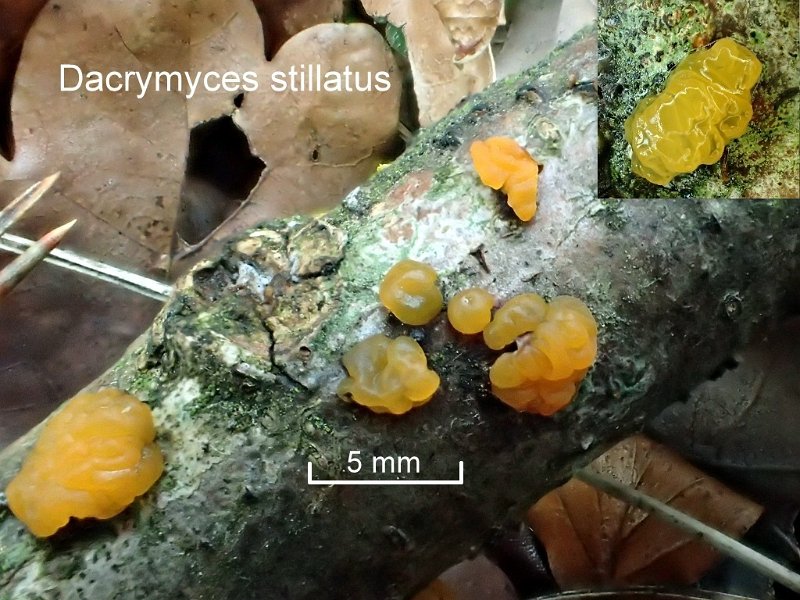 Dacrymyces stillatus-amf749.jpg - Dacrymyces stillatus ; Syn1: Tremella deliquescens ; Syn2: Dacrymyces abietinus ; Nom français: Trémelle déliquescente